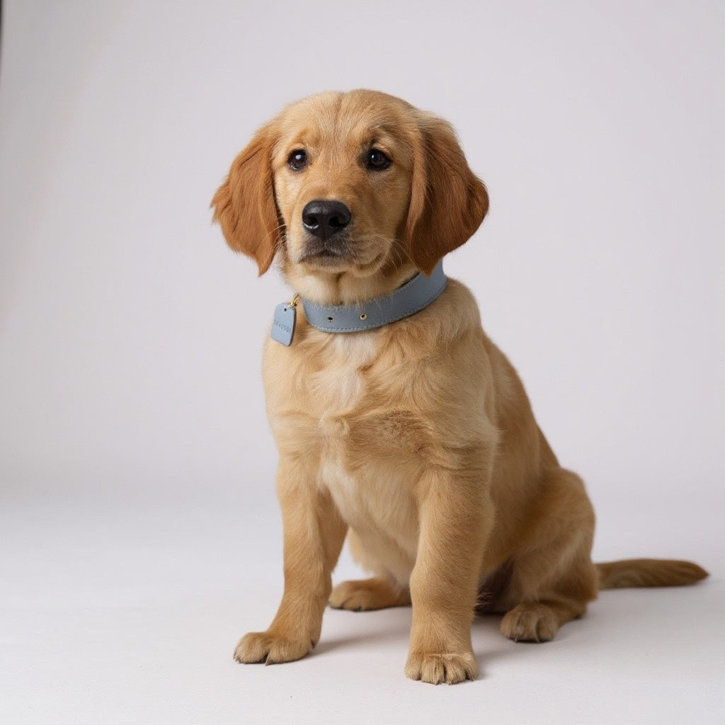 Blauwe hondenhalsband – Vegan leren halsband met zachte voeringHondkatWereld.nl